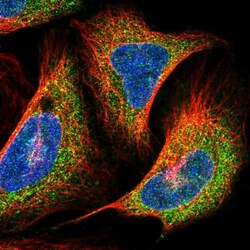 PrPC Antibody, Novus Biologicals:Antibodies:Primary Antibodies